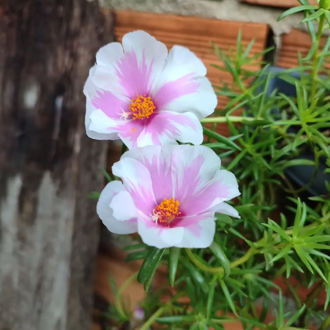 Portulaca (Portulaca Grandiflora)