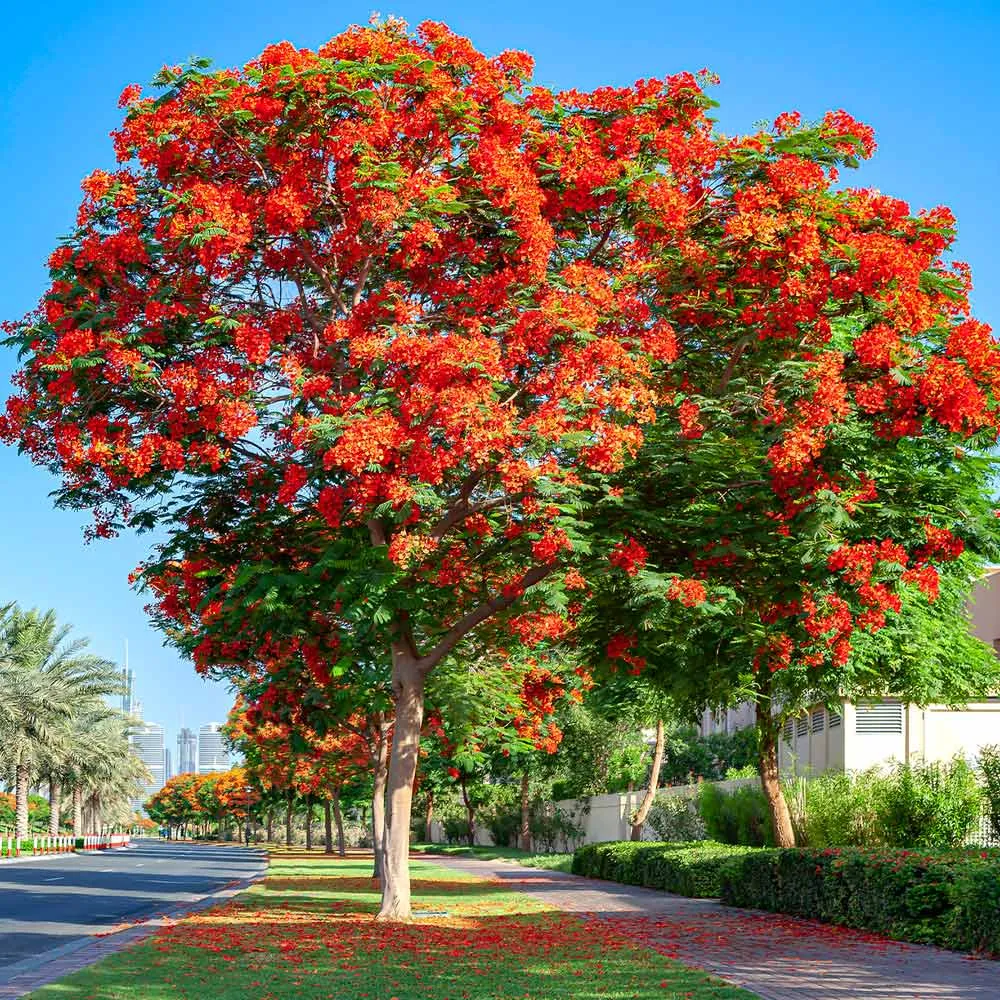 A Beautiful Royal Poinciana on the Side of a Road