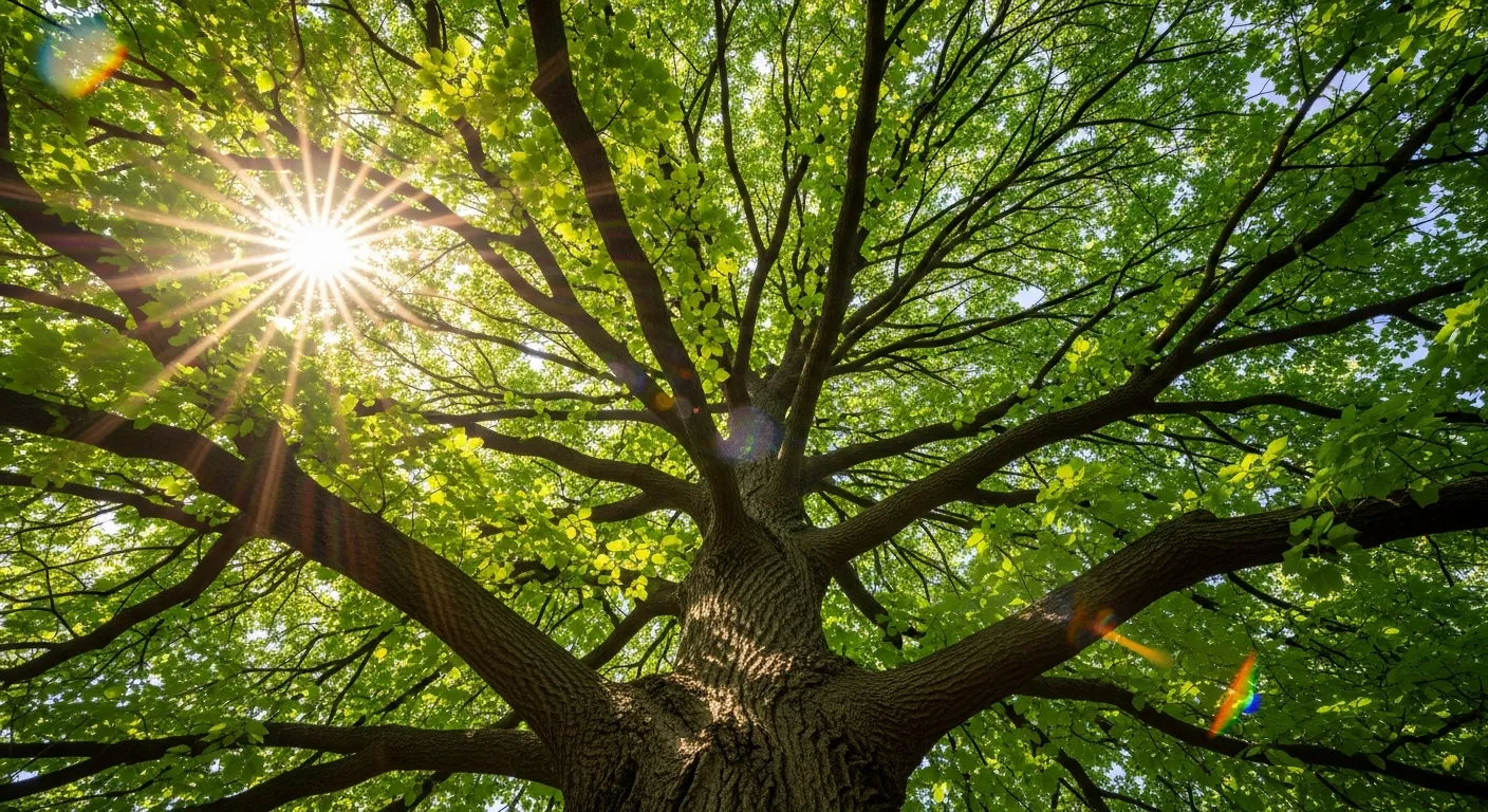 A Majestic, Ancient Deciduous Tree Captured With an Extreme Low-angle Perspective