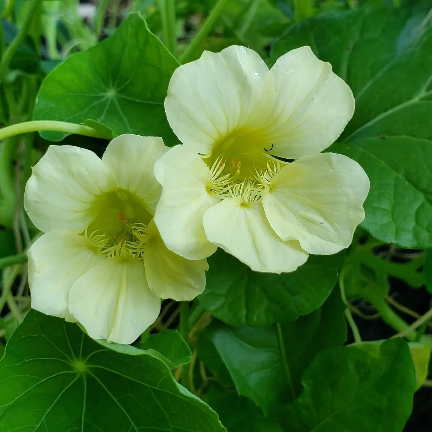 A Nasturtium Flowers in Full Bloom A Nasturtium Flowers in Full Bloom