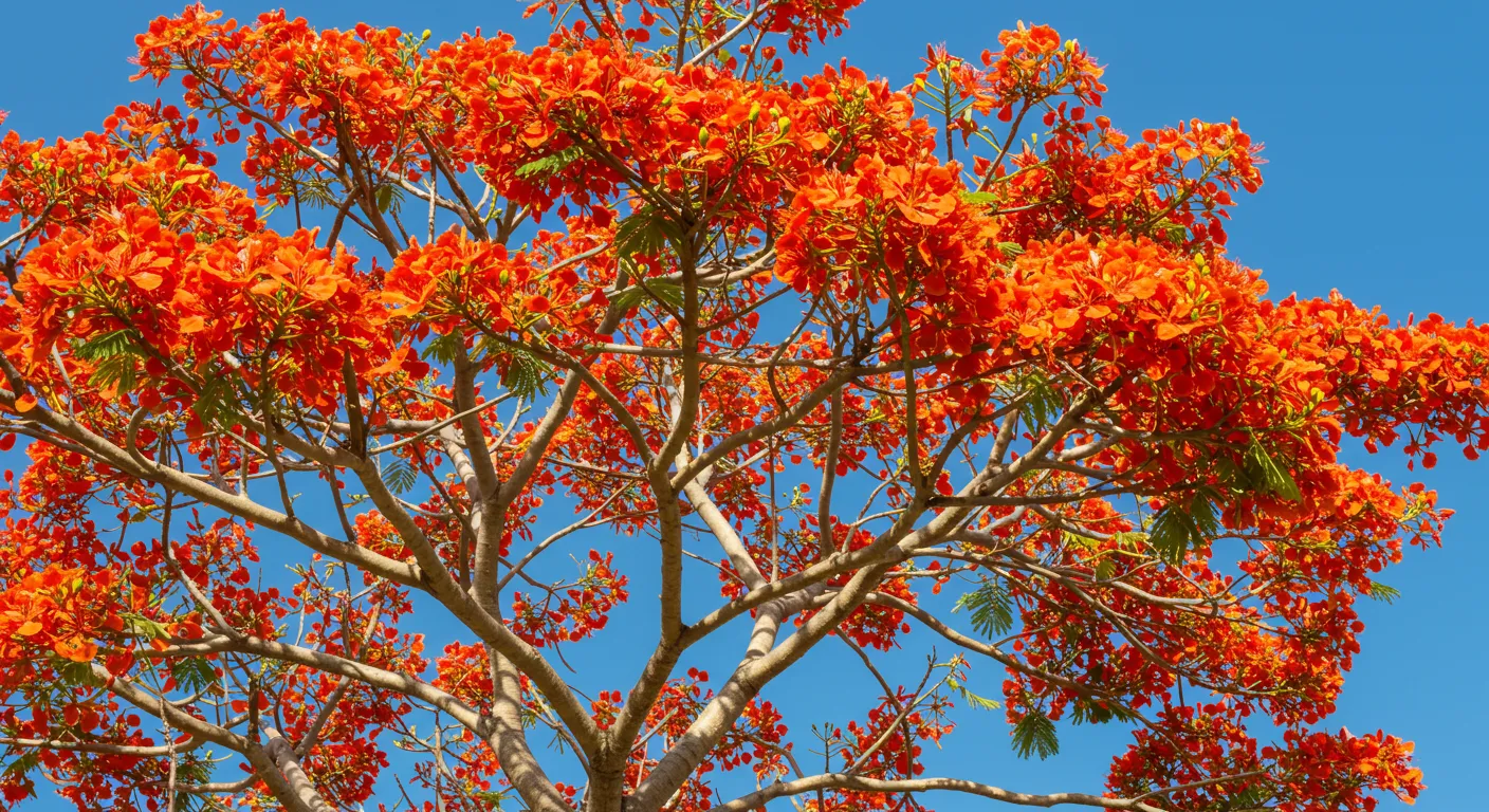 A Royal Poinciana Tree A Royal Poinciana Tree