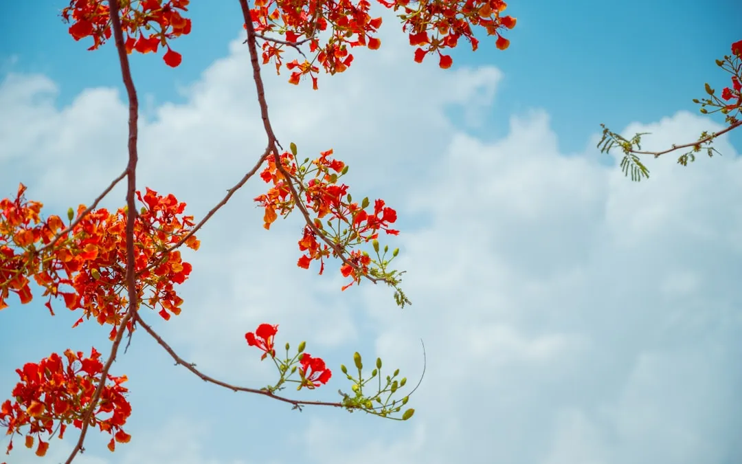 A Thriving Royal Poinciana Plant