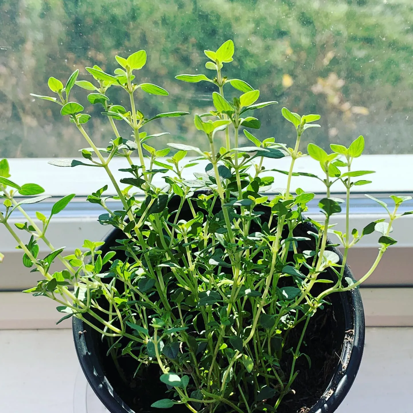 A Thyme Plant A Thyme Plant
