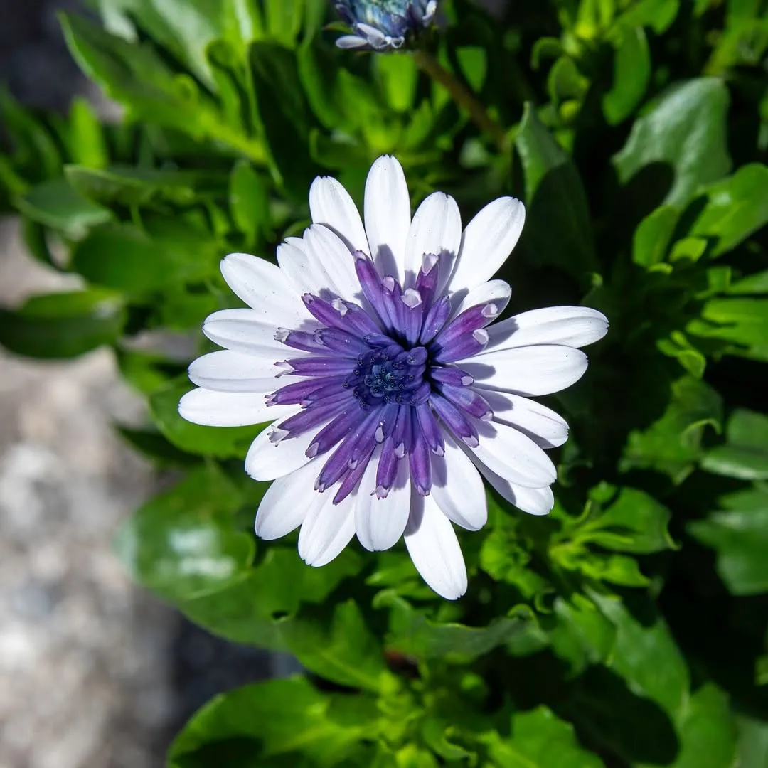 African Daisy