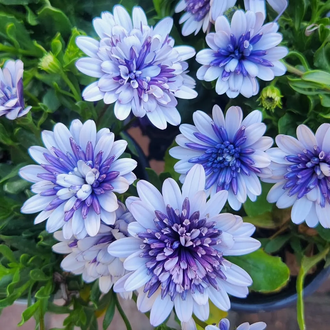 African Daisy (Osteospermum spp.)