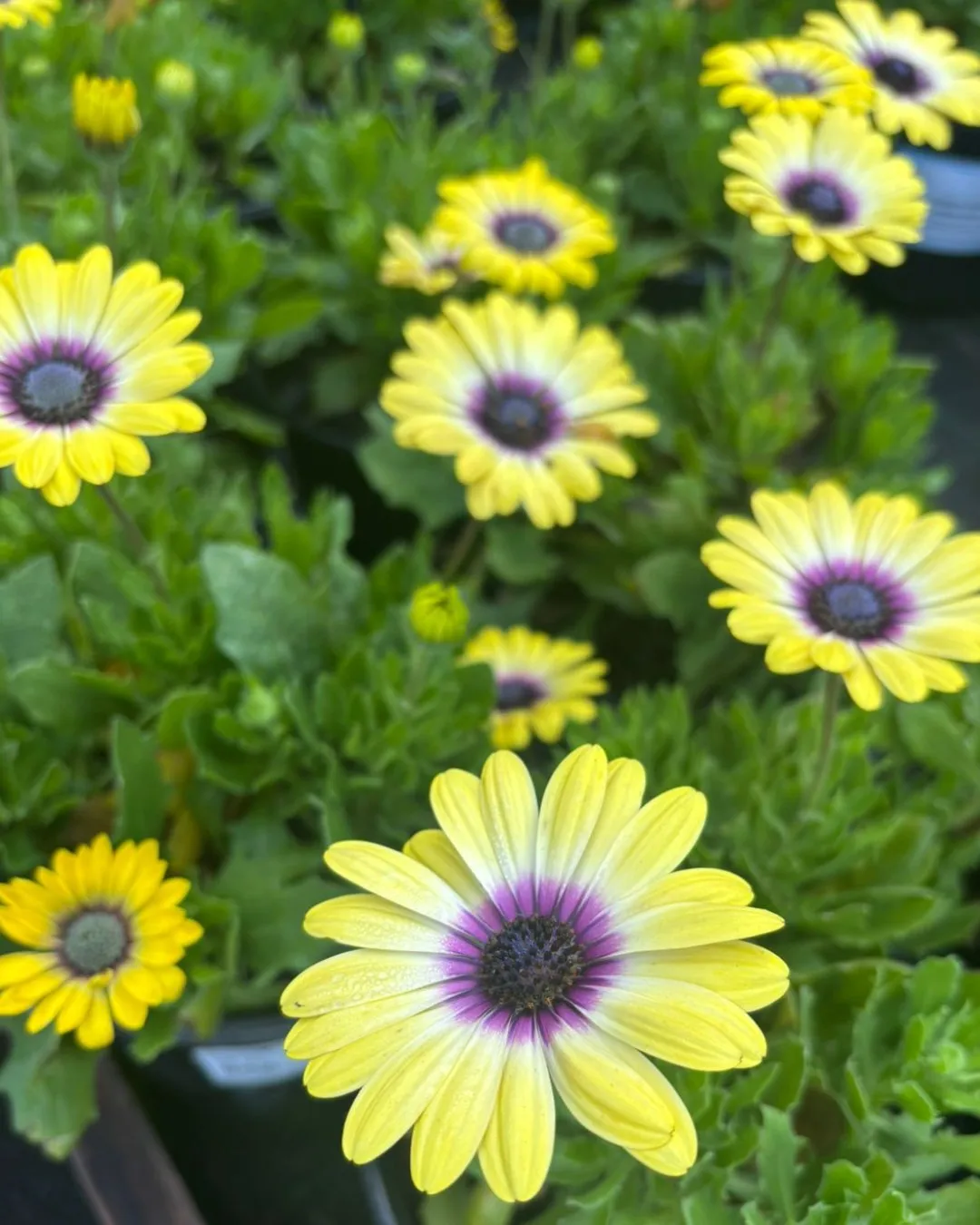 African Daisy