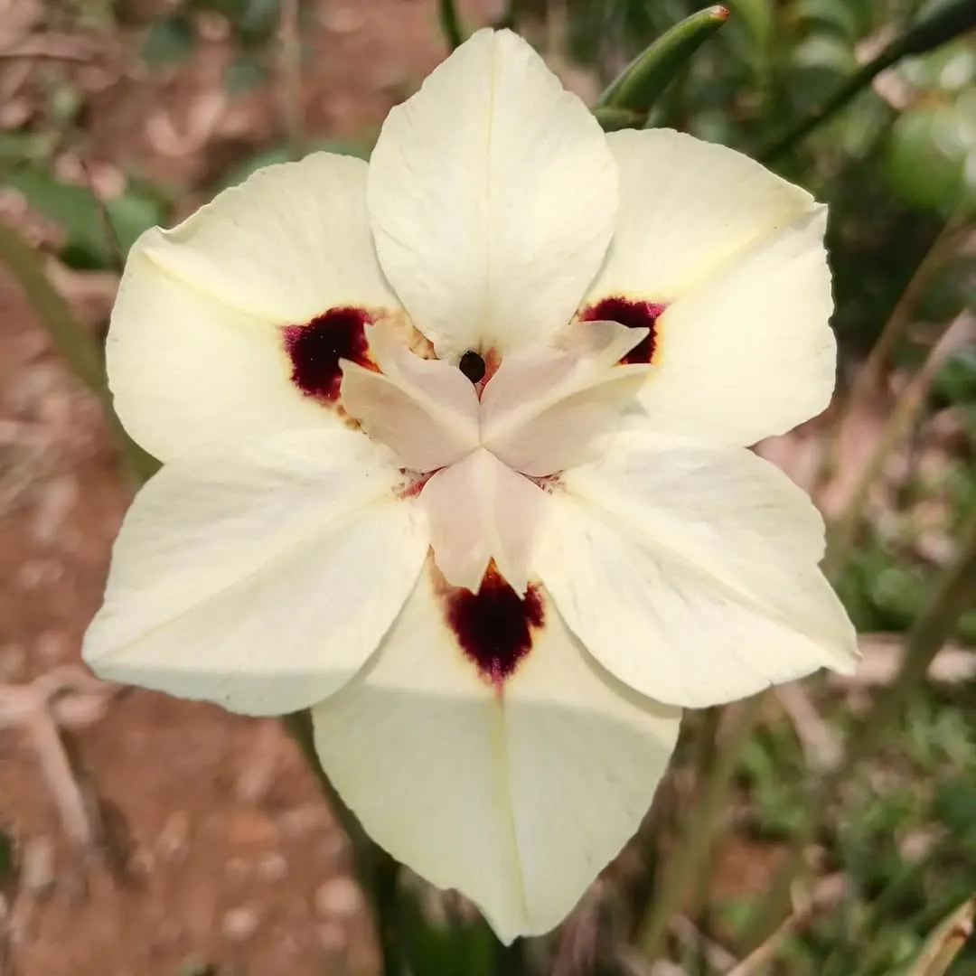 African Iris (Dietes spp.)