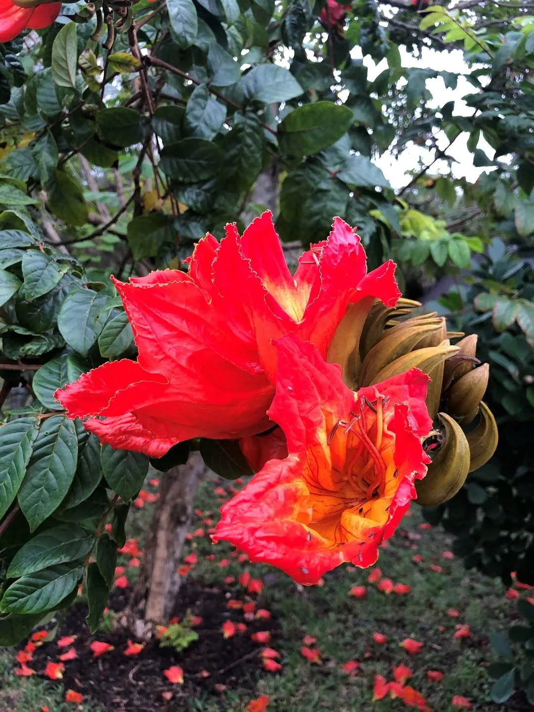 African Tulip Tree
