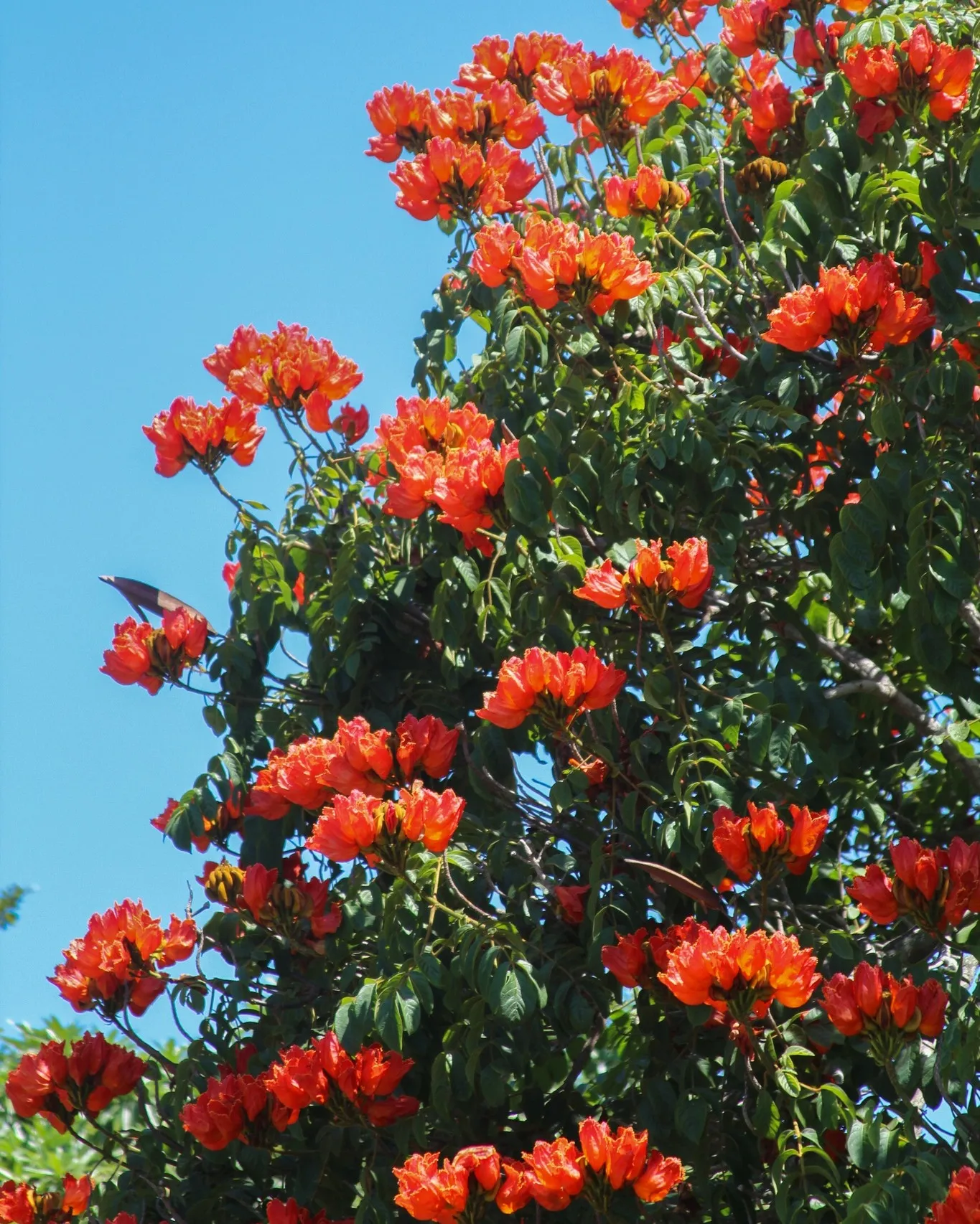 African Tulip Tree African Tulip Tree
