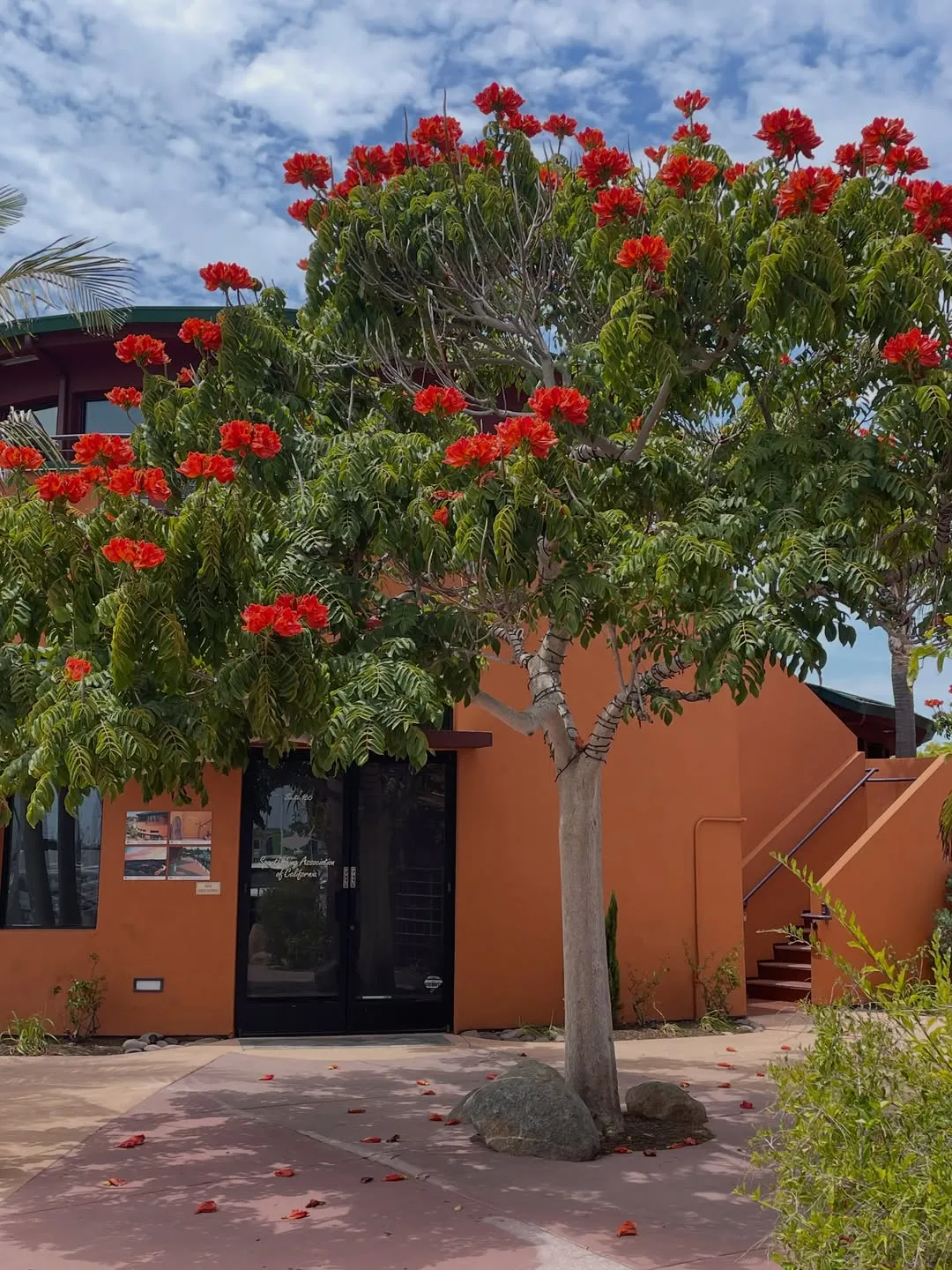 African Tulip Tree (Spathodea Campanulata)