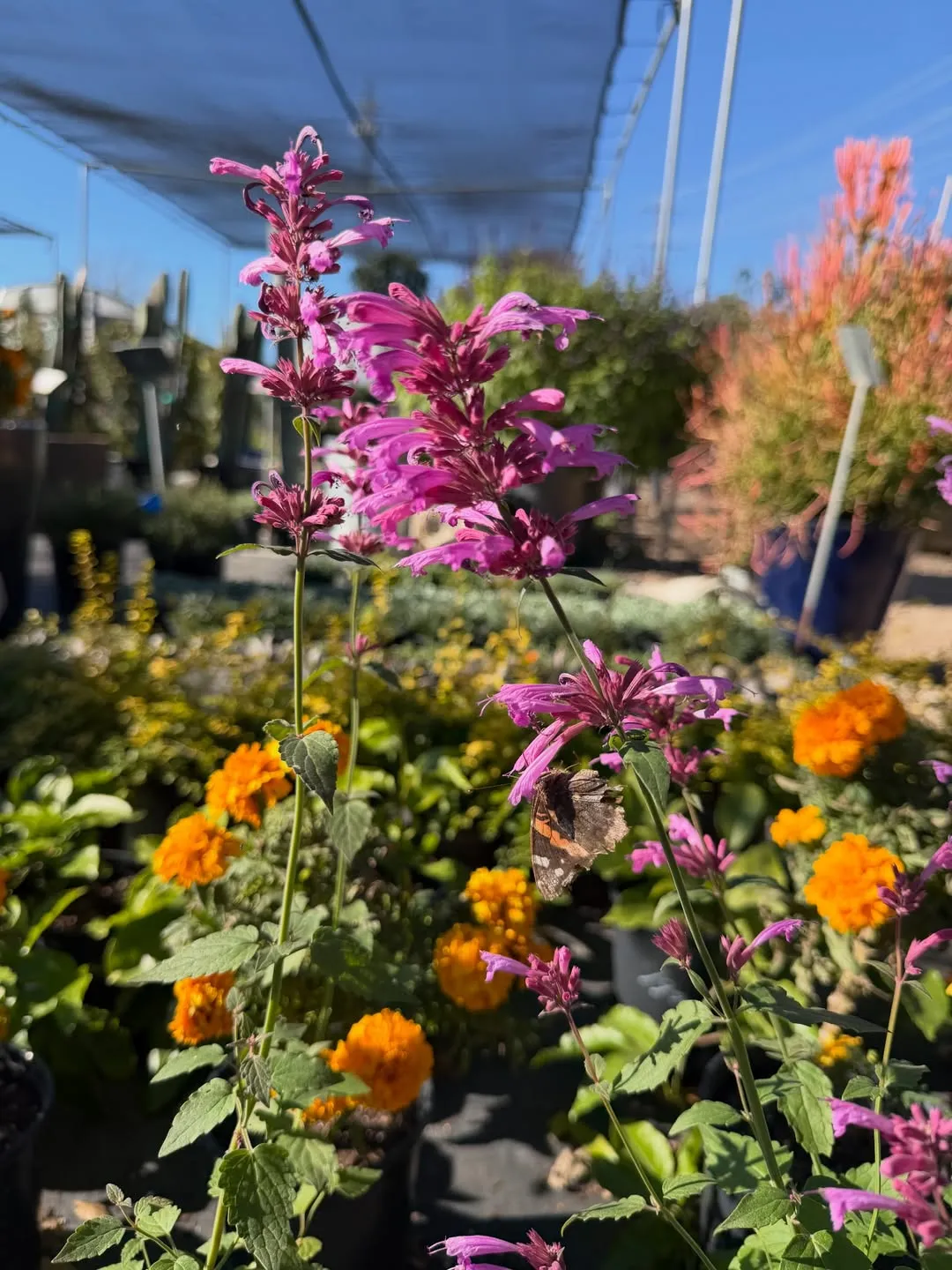 Agastache Texas Hummingbird Mint