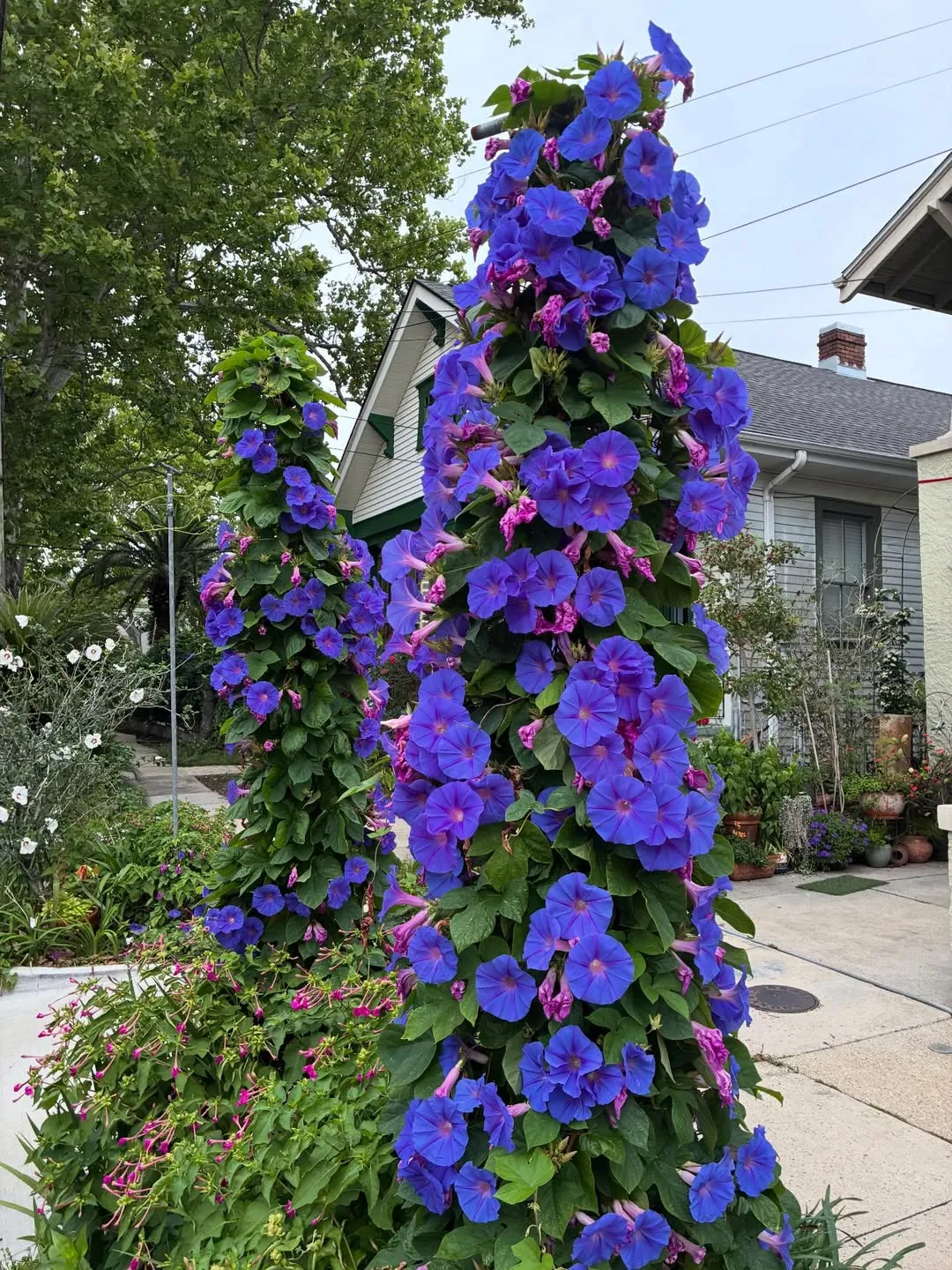 Aggressive Vines