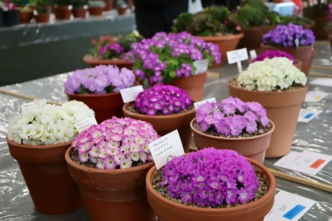 Allioni&rsquo;s Primrose