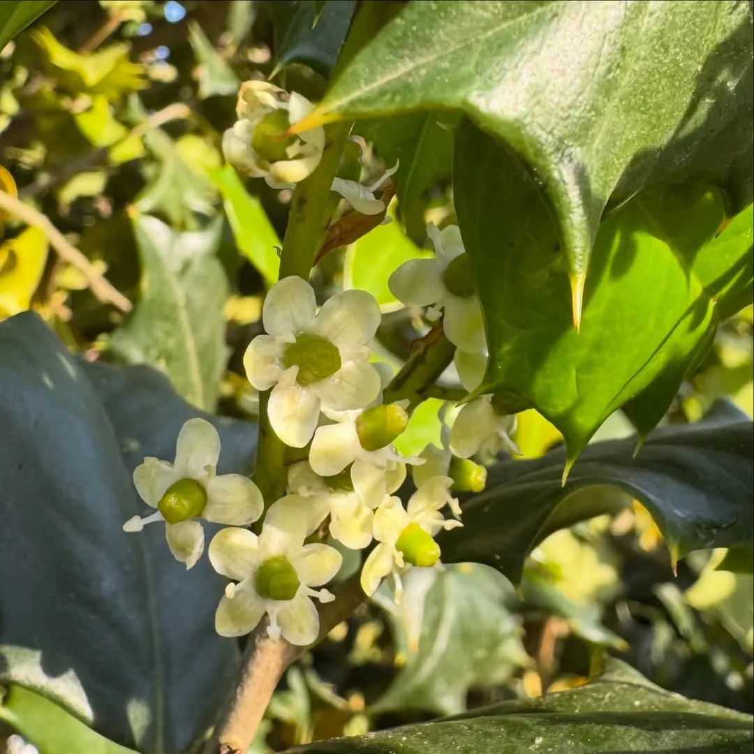American Holly (Ilex opaca)