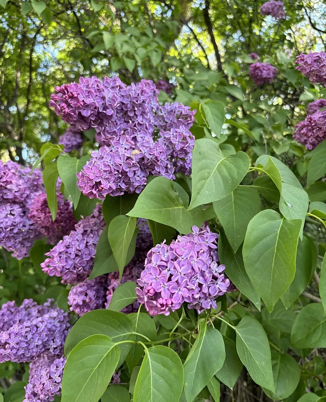 An Old Lilac Plant Ready to Prune