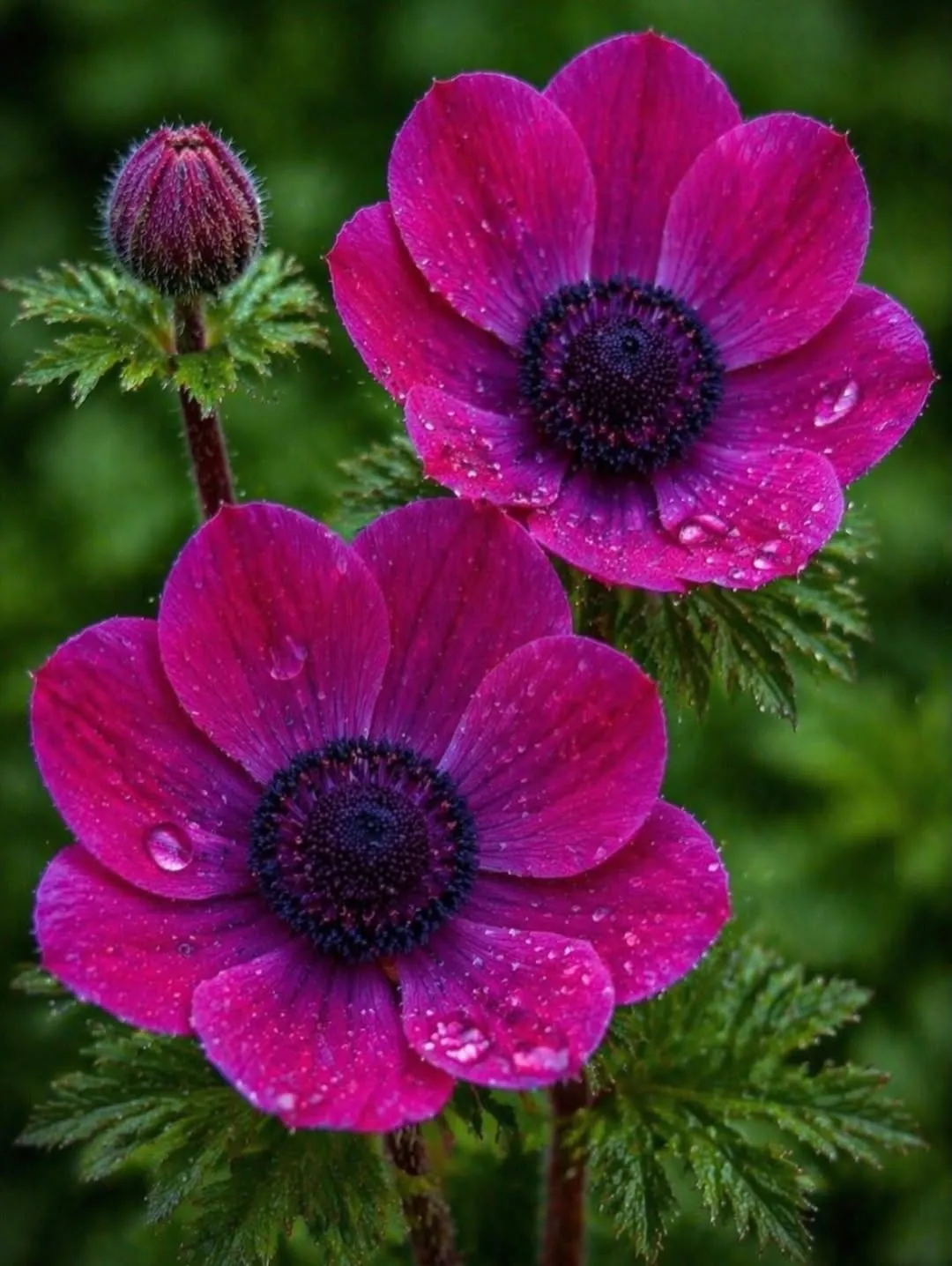 Anemone