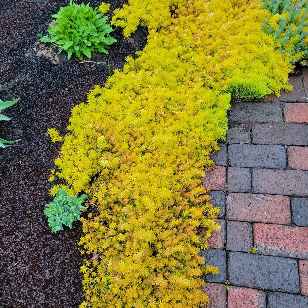 Angelina Stonecrop