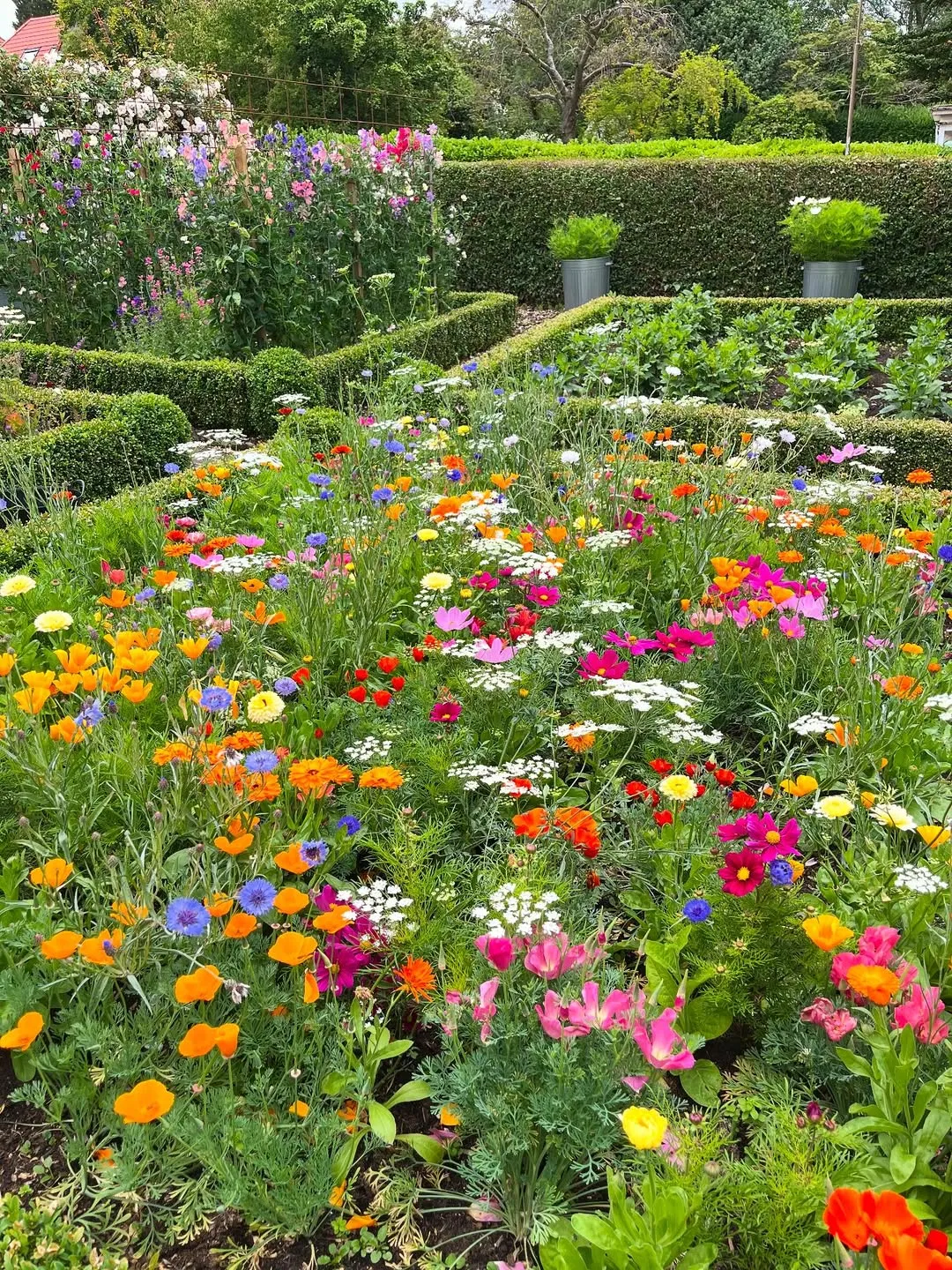 Annuals