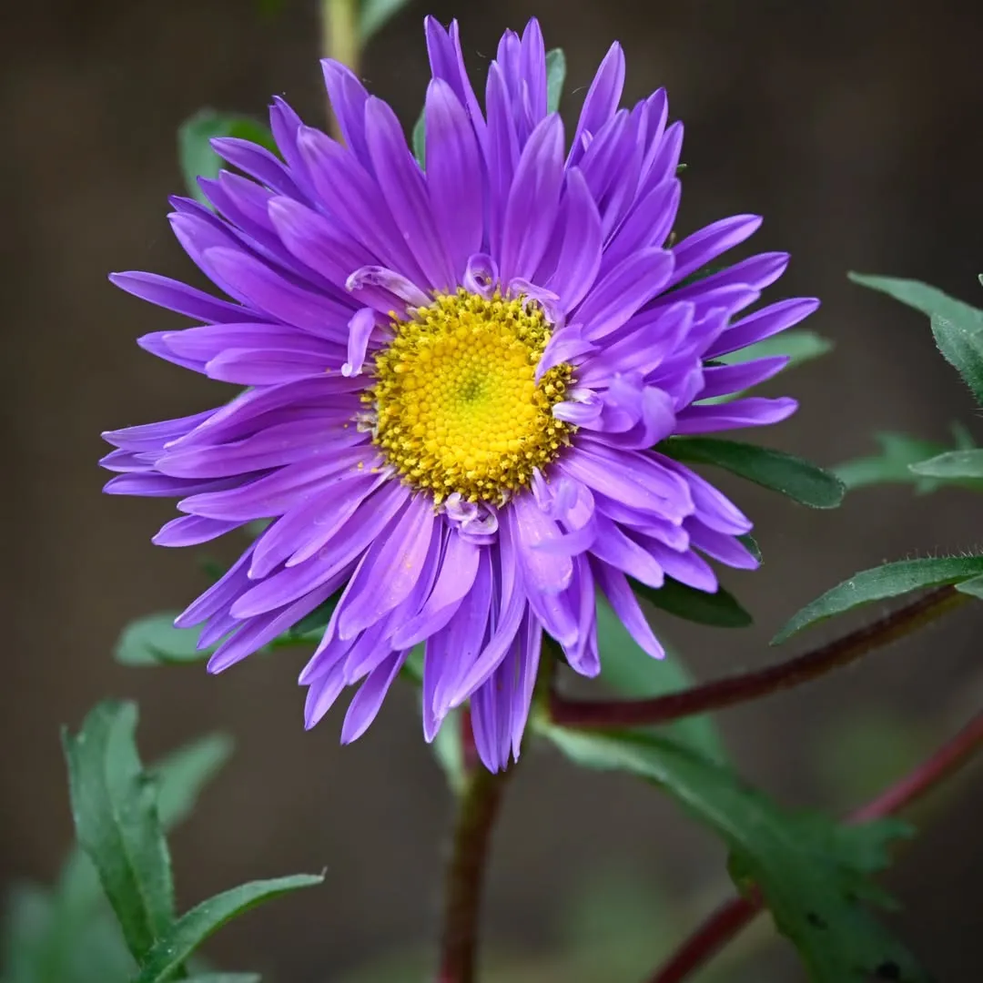 Aster