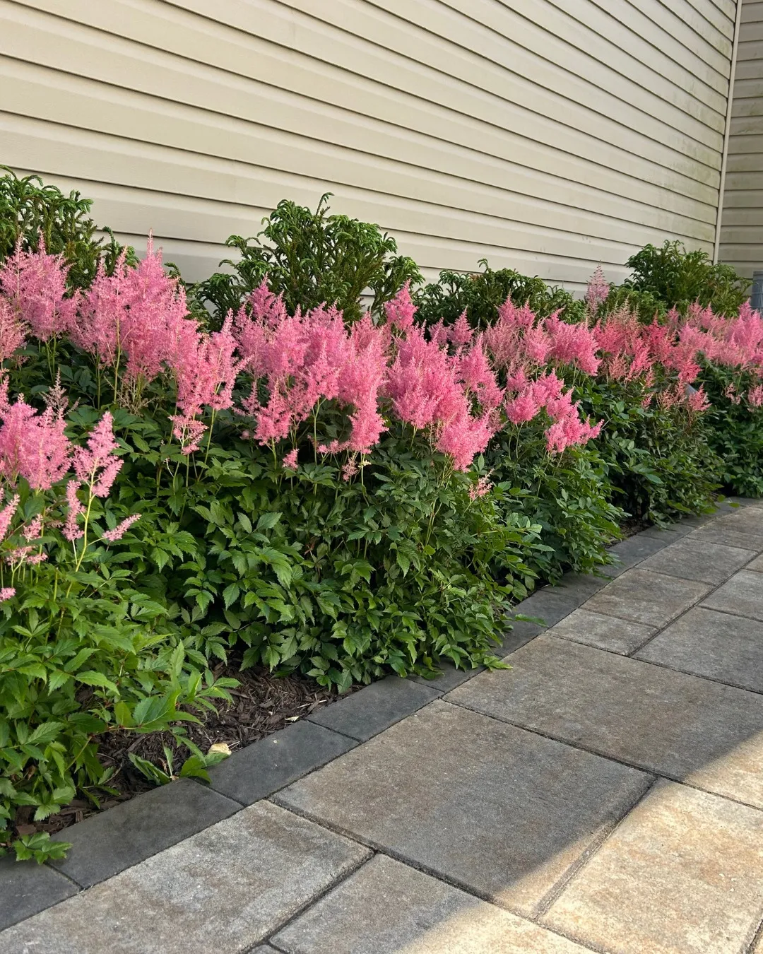 Astilbe