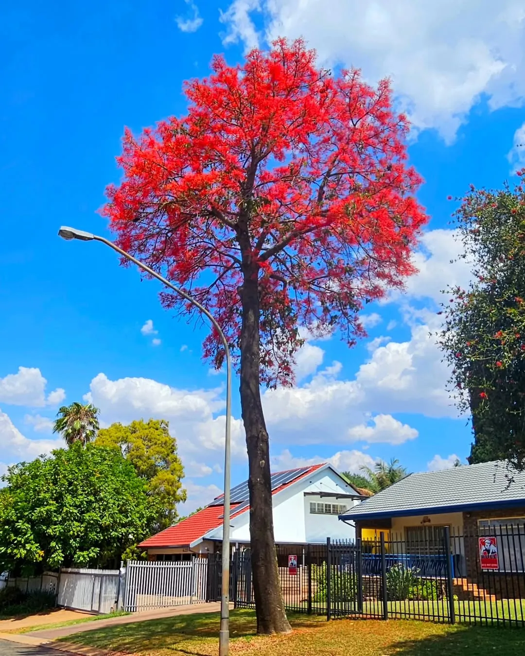 Australian Flame Tree (Brachychiton Acerifolius)