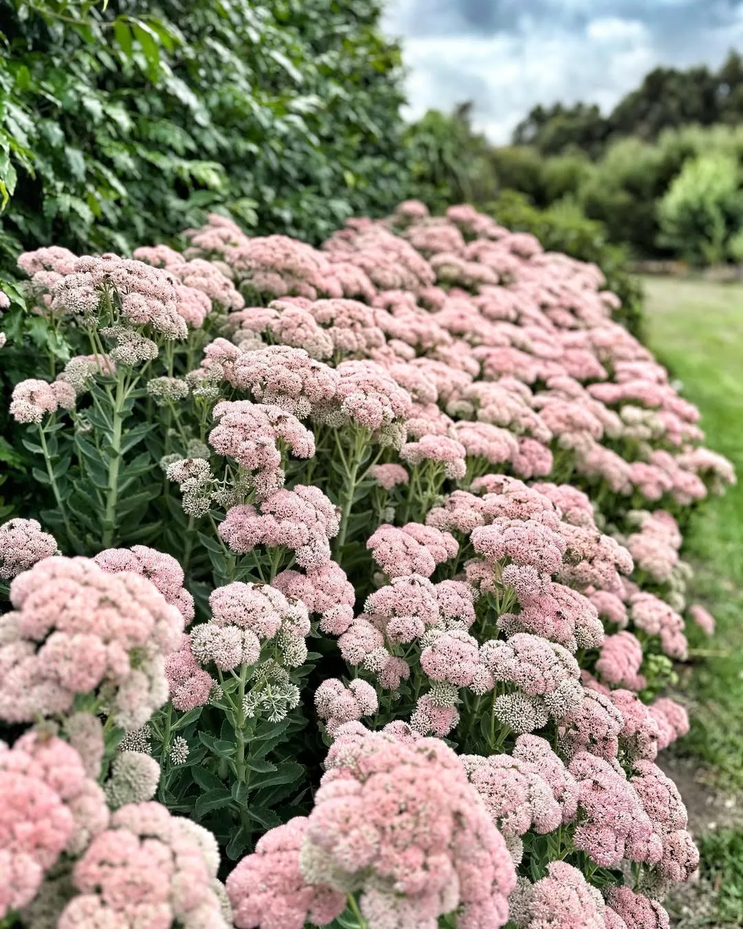 Autumn Joy Sedum