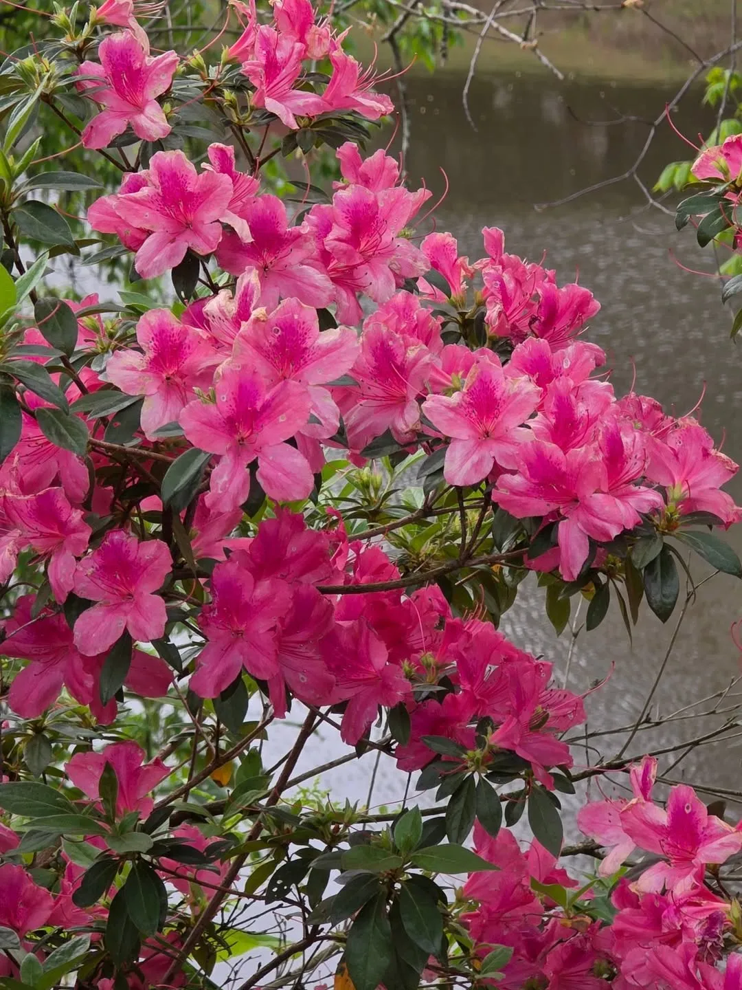 Azalea (Rhododendron spp.)