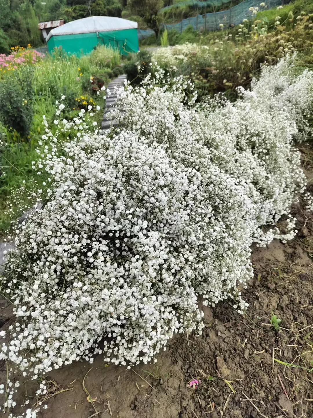 Baby&rsquo;s Breath (Gypsophila Paniculata)