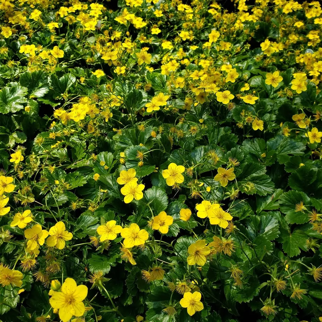 Barren Strawberry