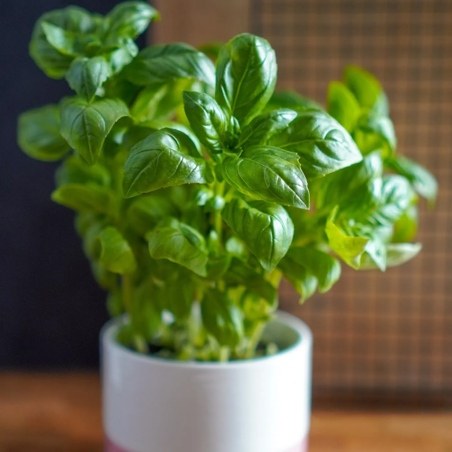 Basil Companion Plants of Lemongrass Basil Companion Plants of Lemongrass