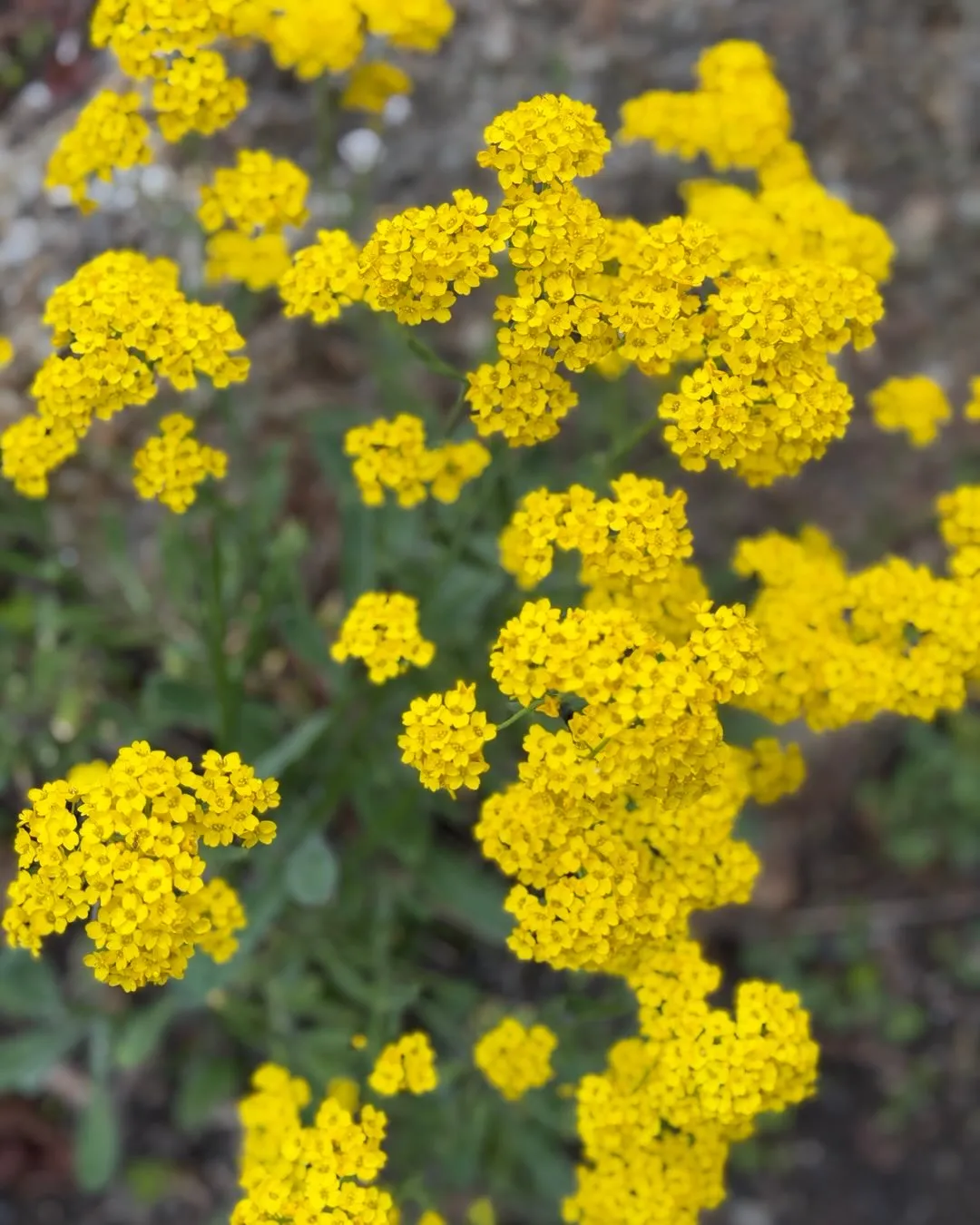 Basket-of-Gold