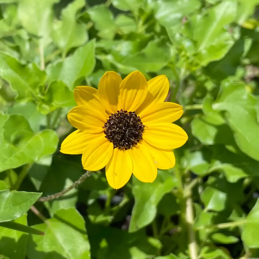 Beach Sunflower (Helianthus Debilis)