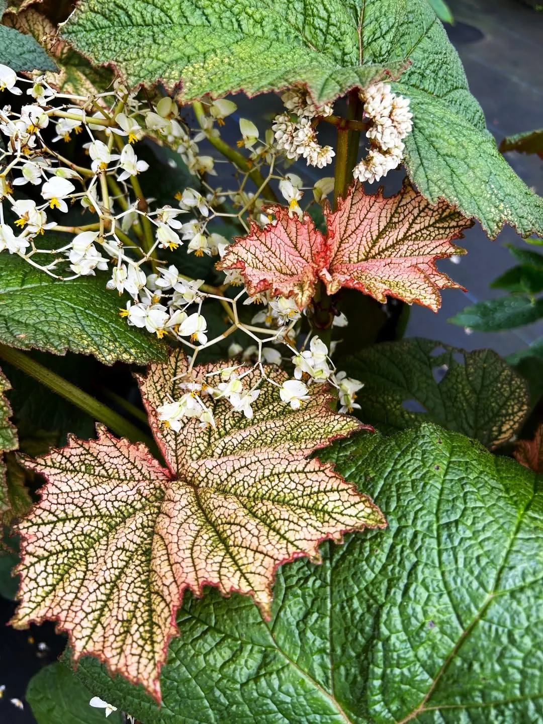 Begonia &lsquo;Avatar&rsquo;