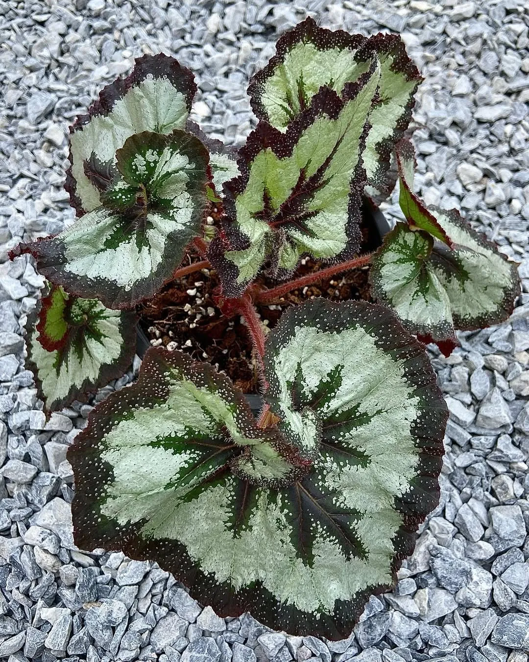 Begonia &lsquo;China Curl&rsquo;