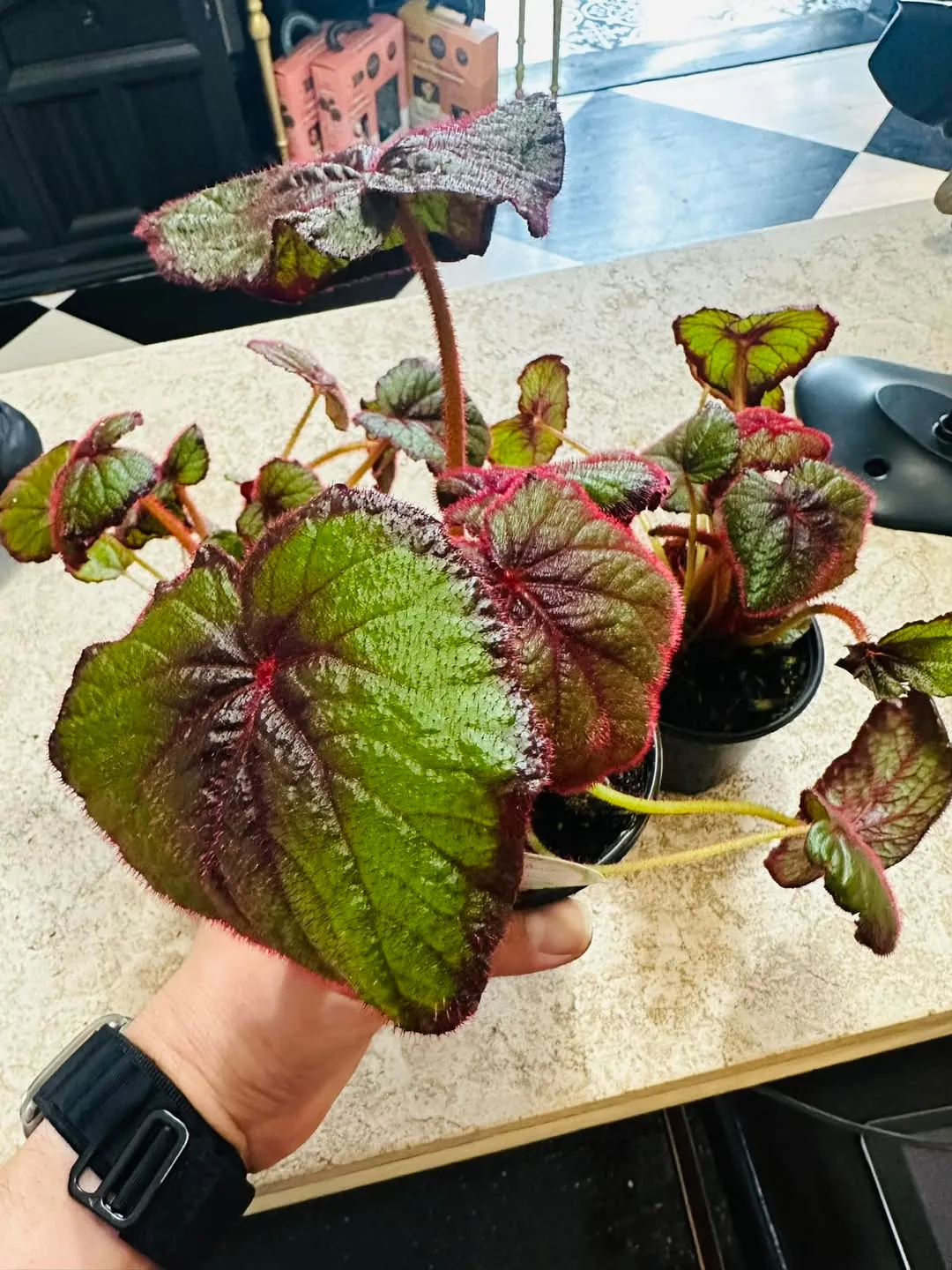 Begonia &lsquo;Curly Fireflush&rsquo;