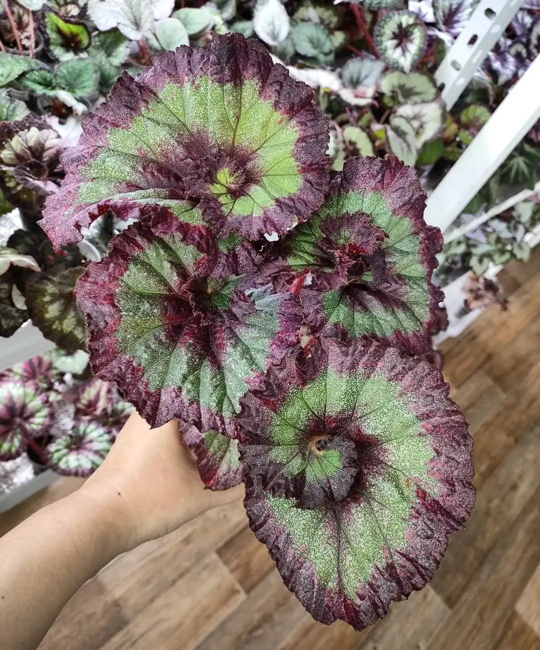 Begonia &lsquo;Emerald Wave&rsquo;