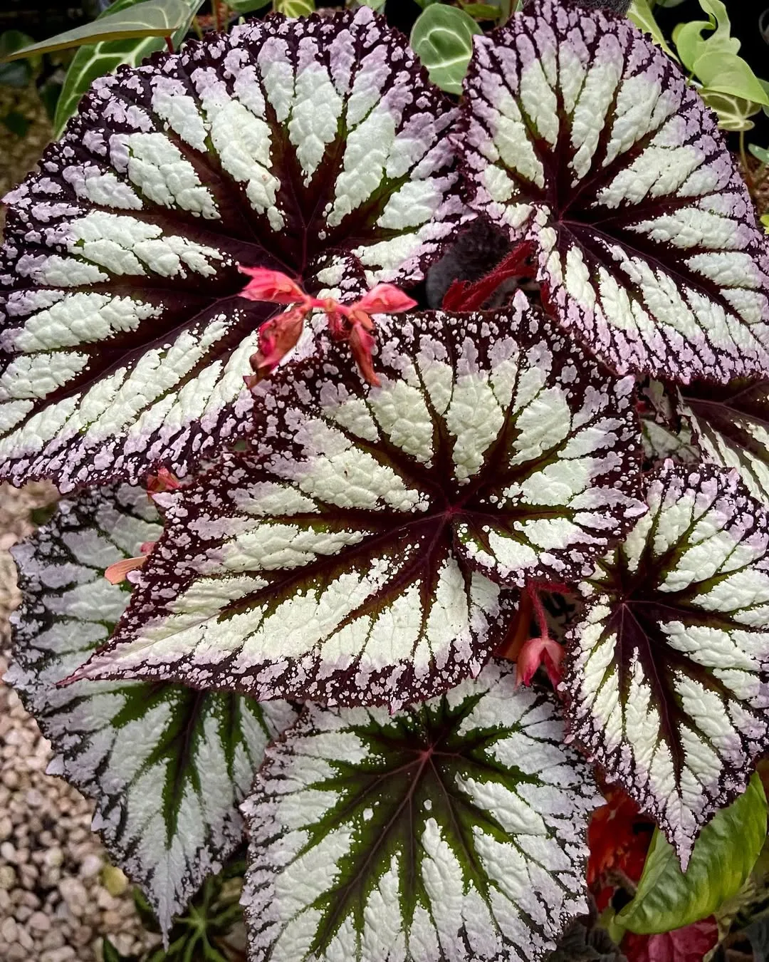 Begonia &lsquo;Fireworks&rsquo;
