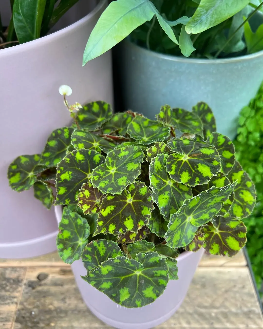 Begonia &lsquo;Froggy&rsquo;