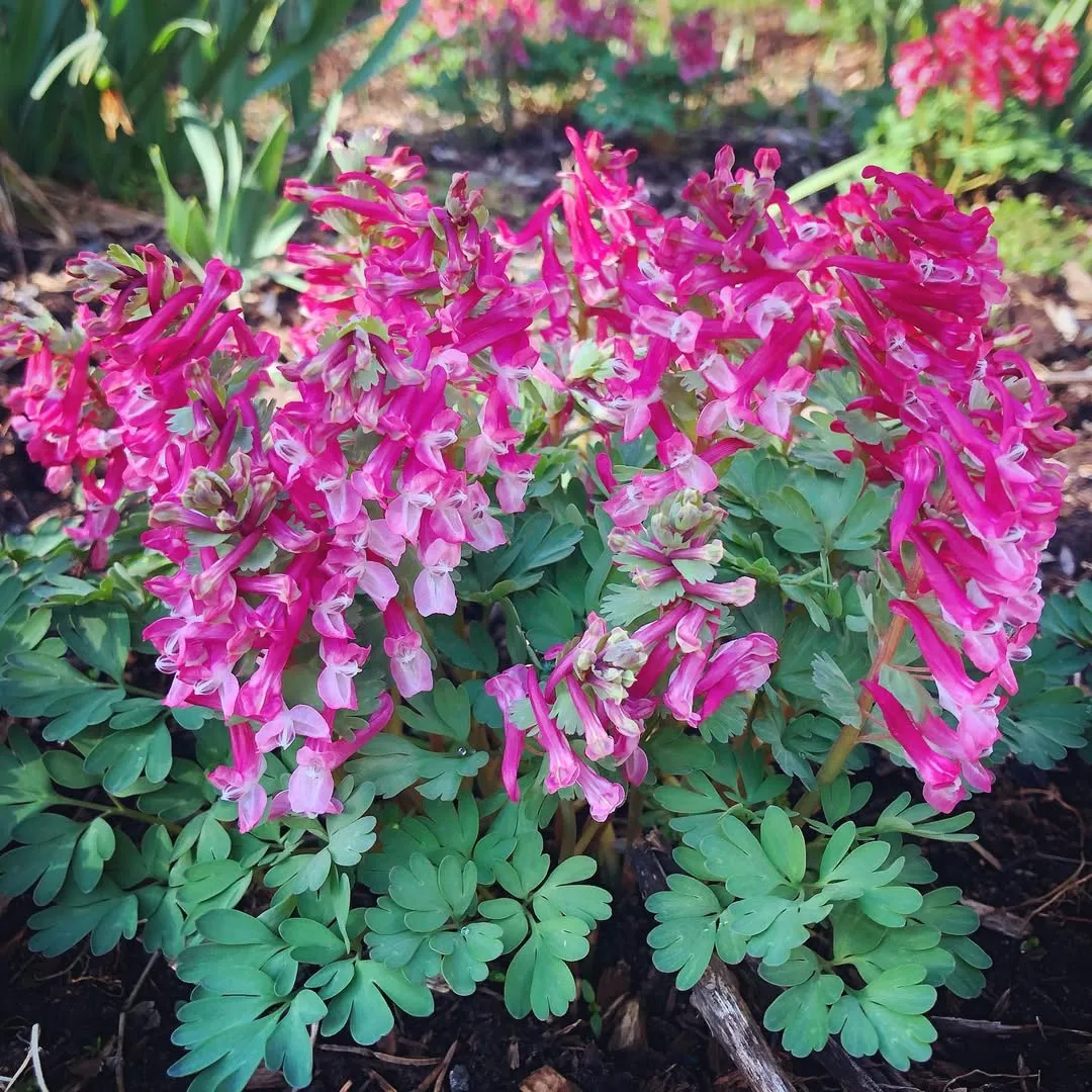 Bird-In-A-Bush &lsquo;George Barker(Corydalis solida)