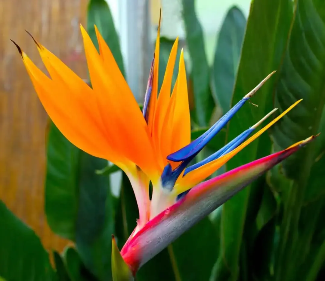Bird of Paradise (Strelitzia Reginae)