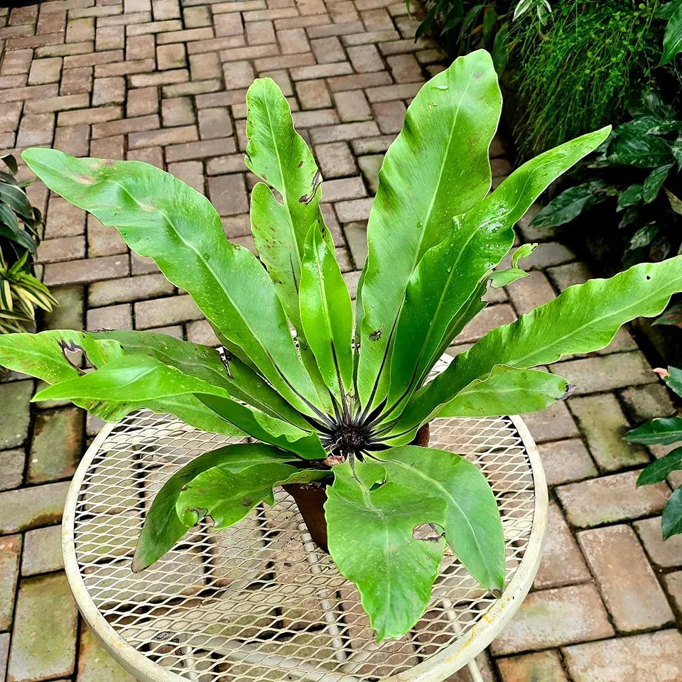 Bird's Nest Fern (Asplenium Nidus)