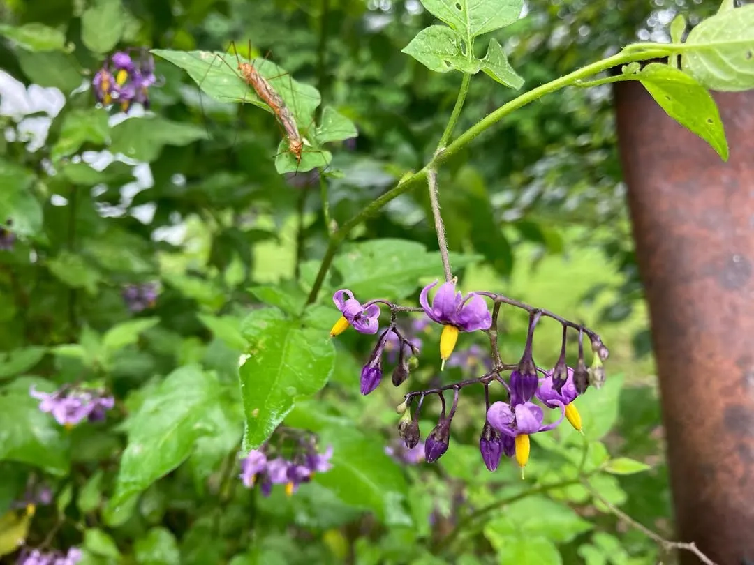 Bittersweet Nightshade (Solanum Dulcamara)