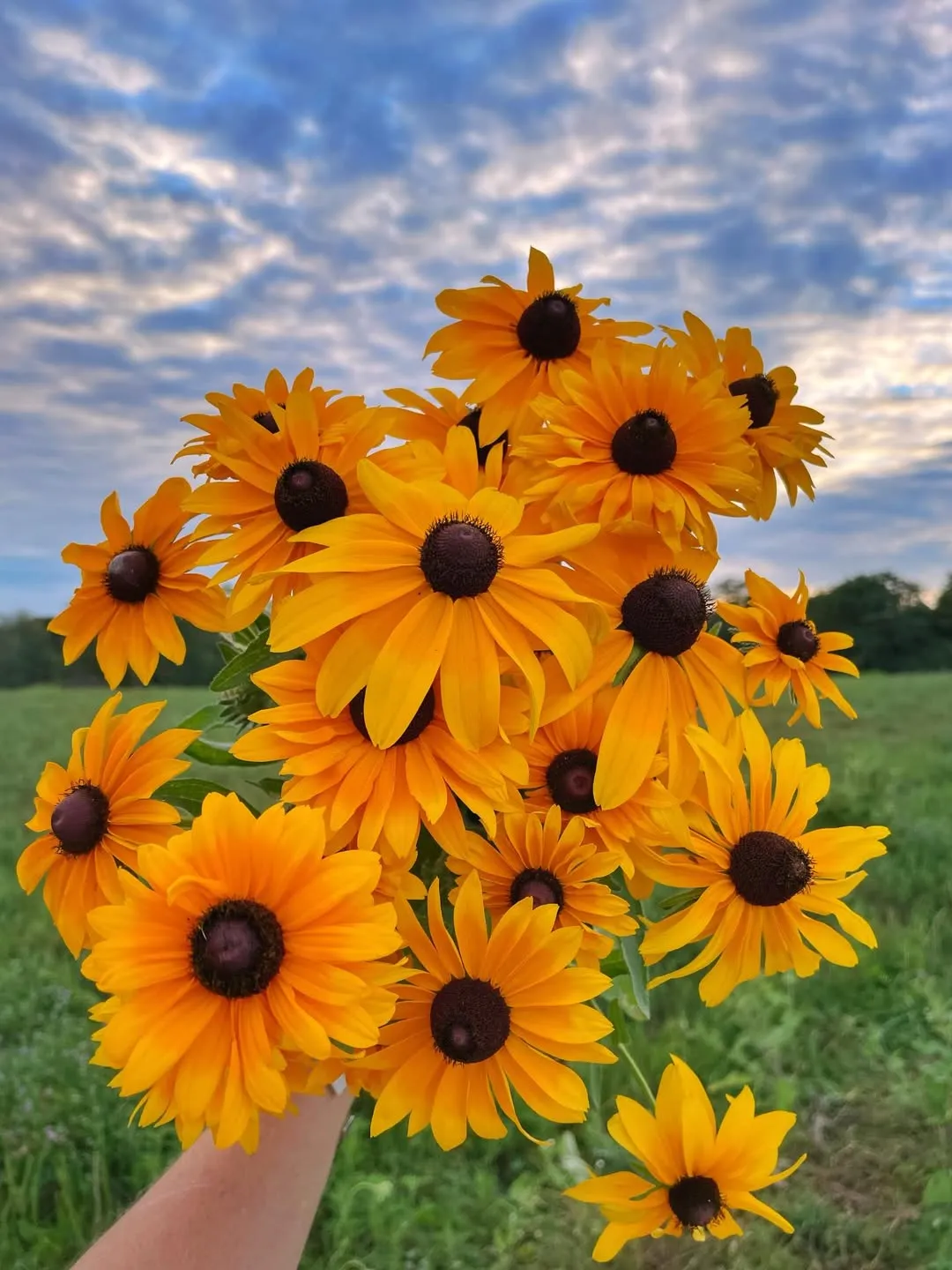 Black-Eyed Susan