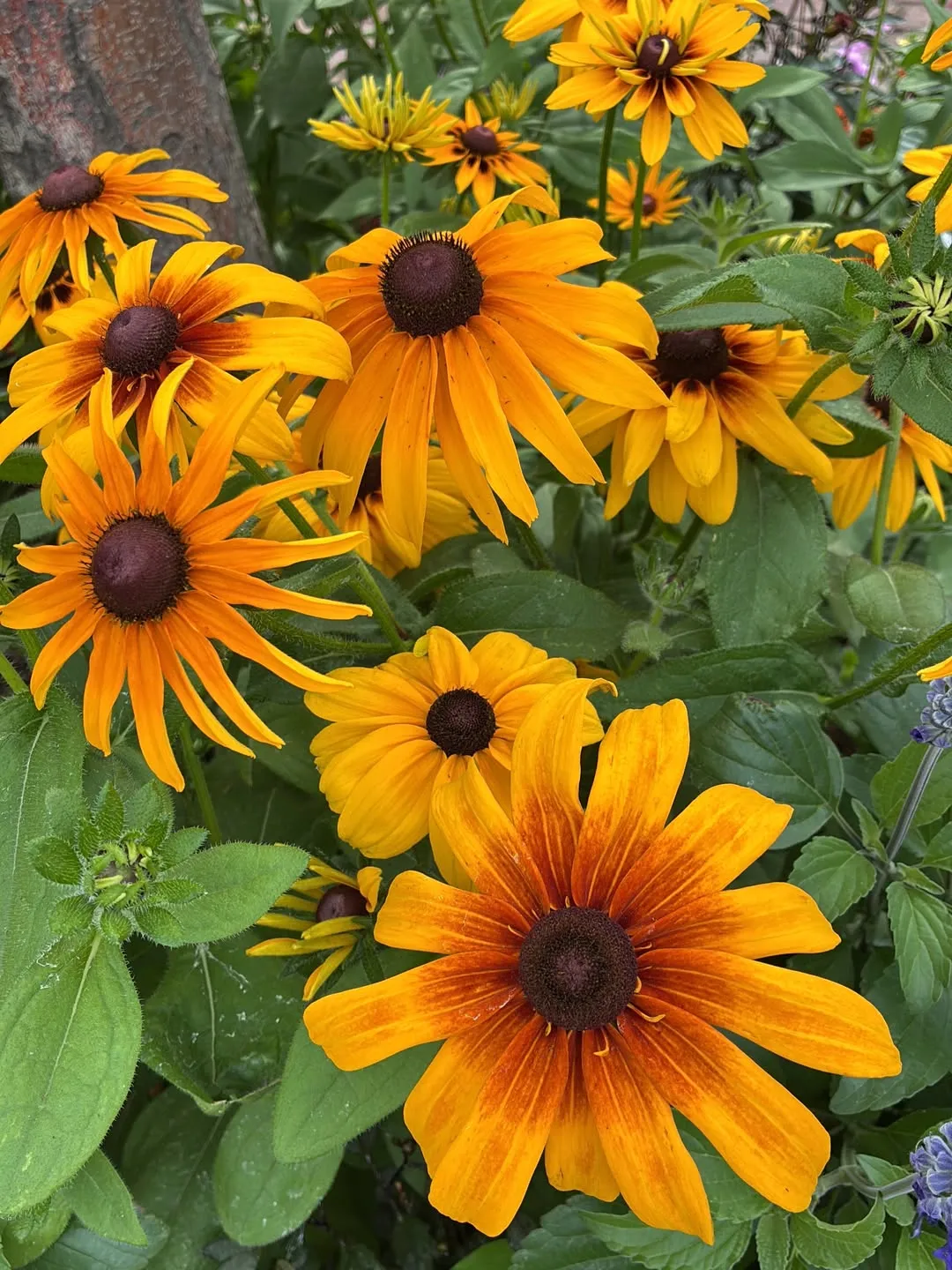 Black-Eyed Susan