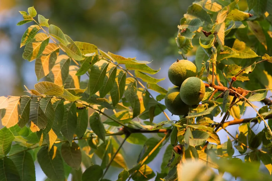 Black Walnut