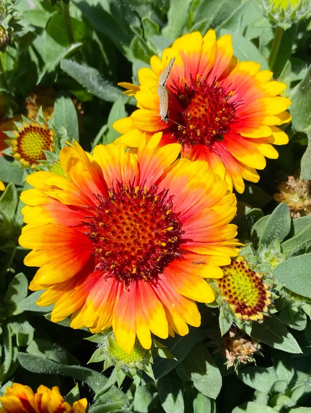 Blanket Flower
