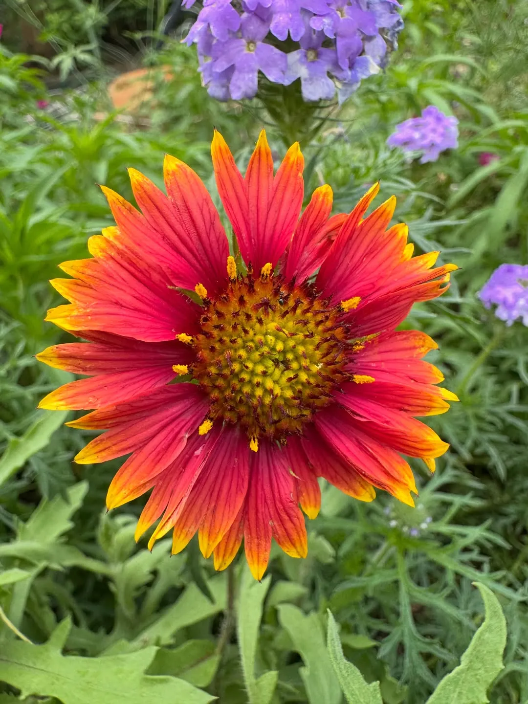 Blanket Flowers