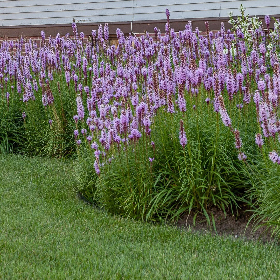 Blazing Star (Liatris Spicata)