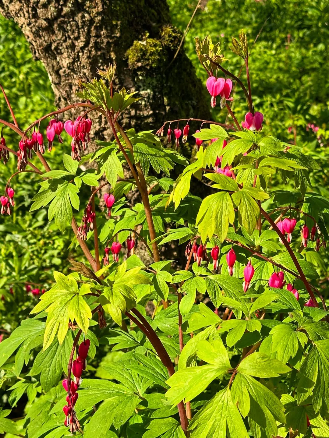 Bleeding Heart