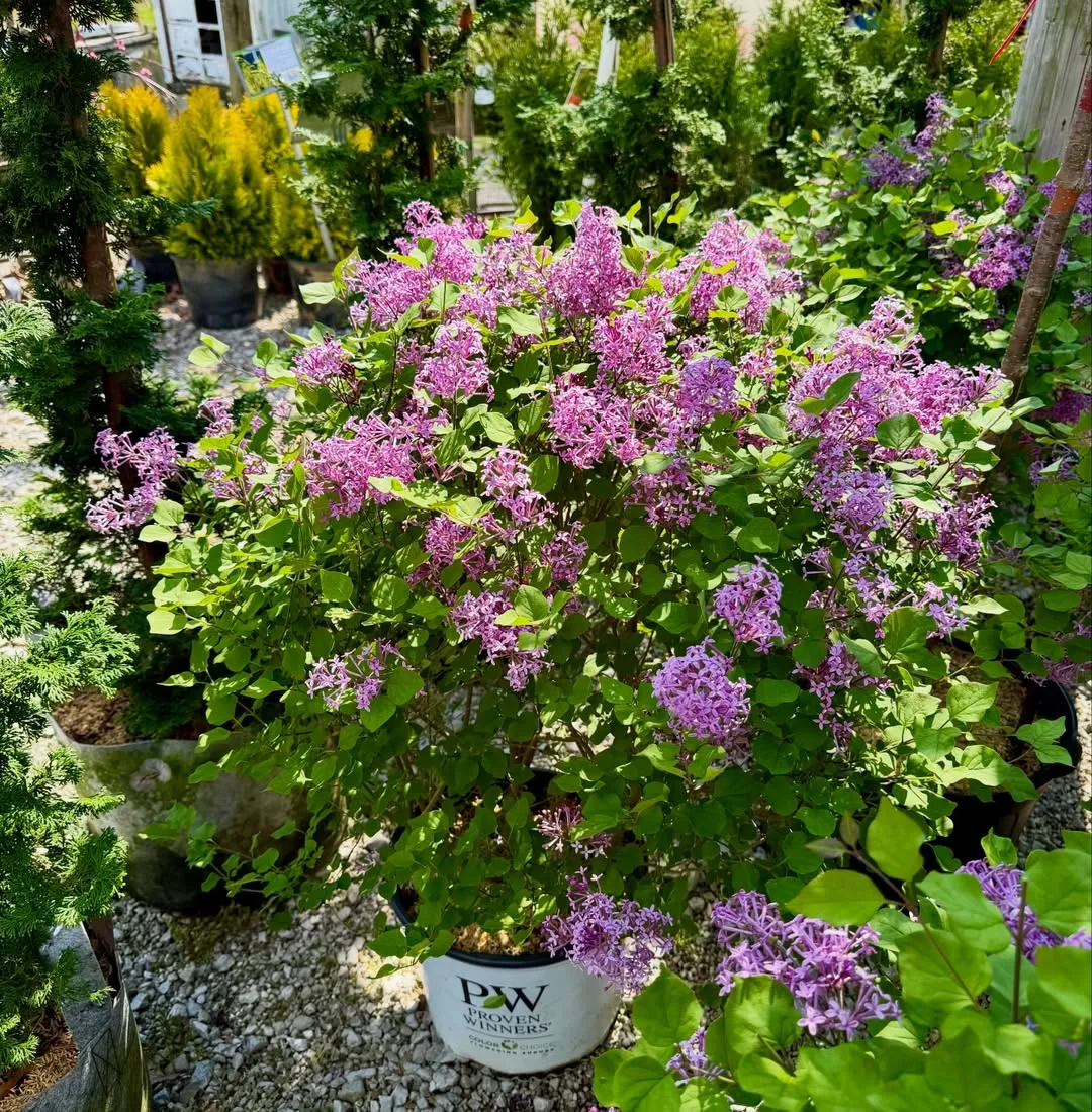  Boomerang Dwarf Pink Lilac (Syringa)